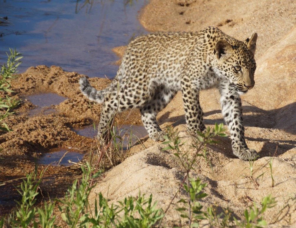 Krüger National Park - Südafrika