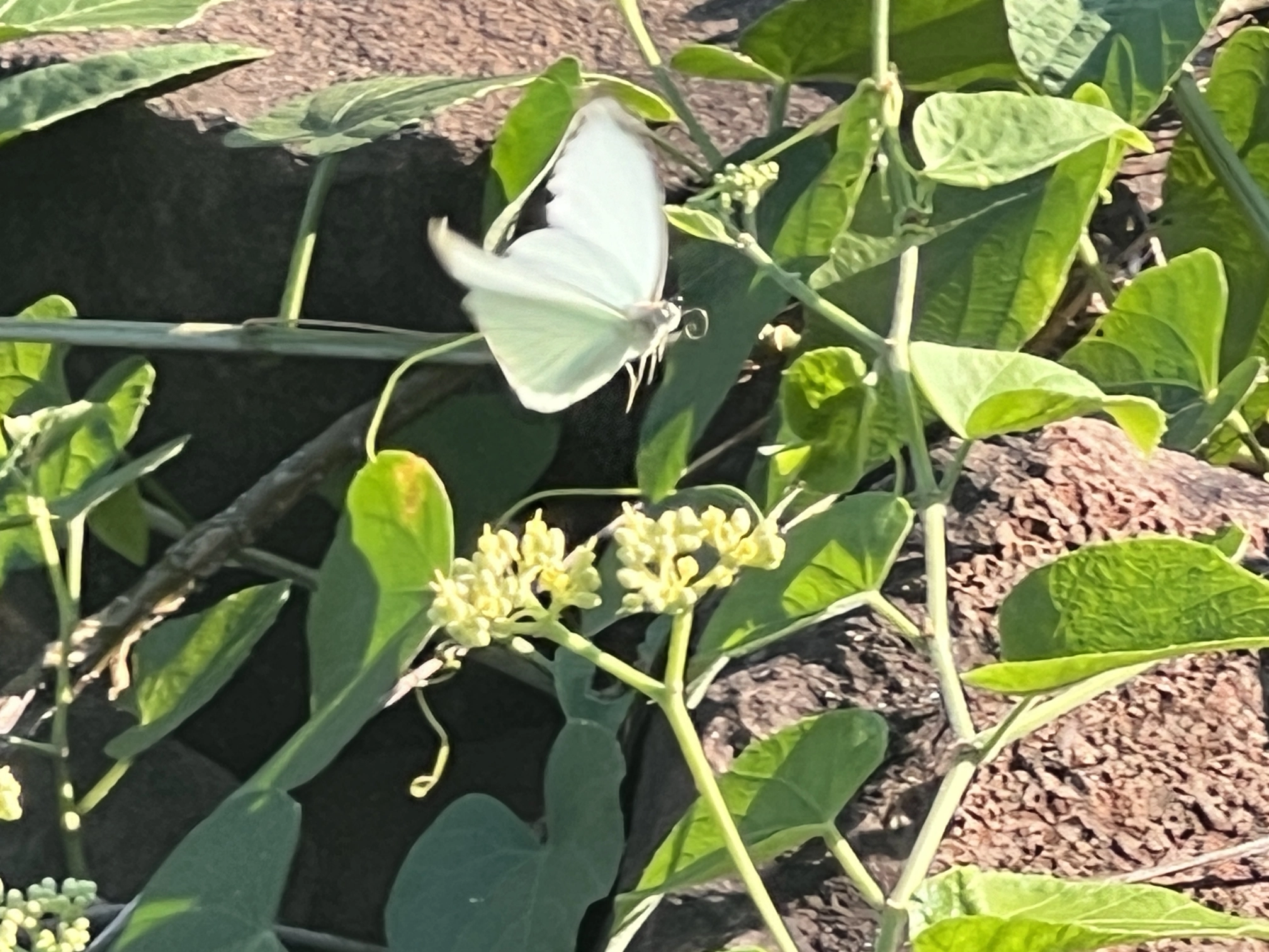 Schmetterling