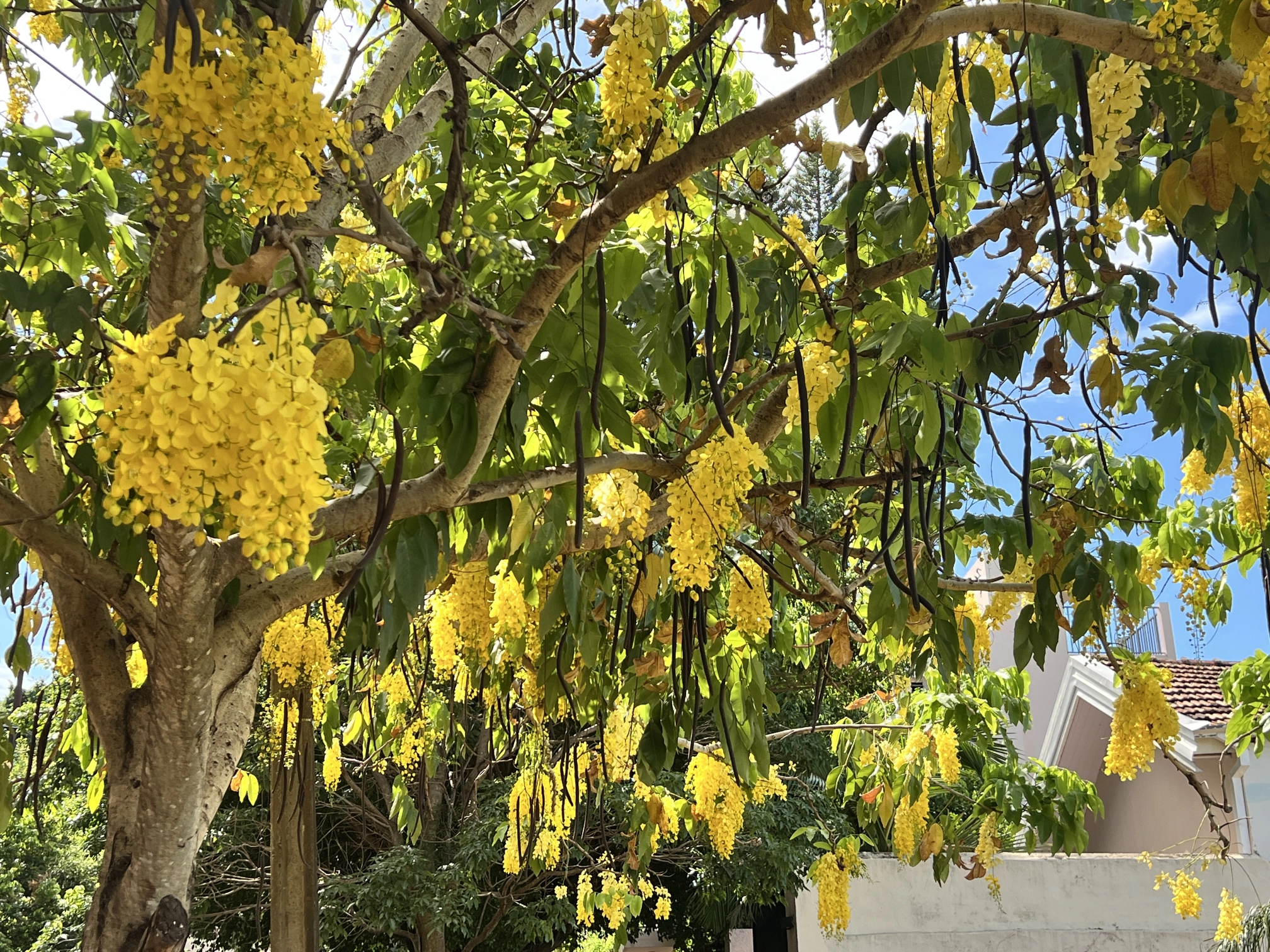 Blumenpracht