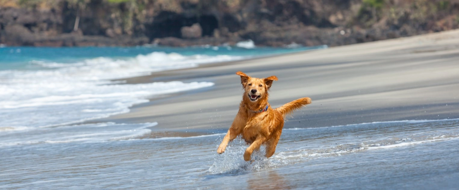 Tierwebseite Hund - Balou