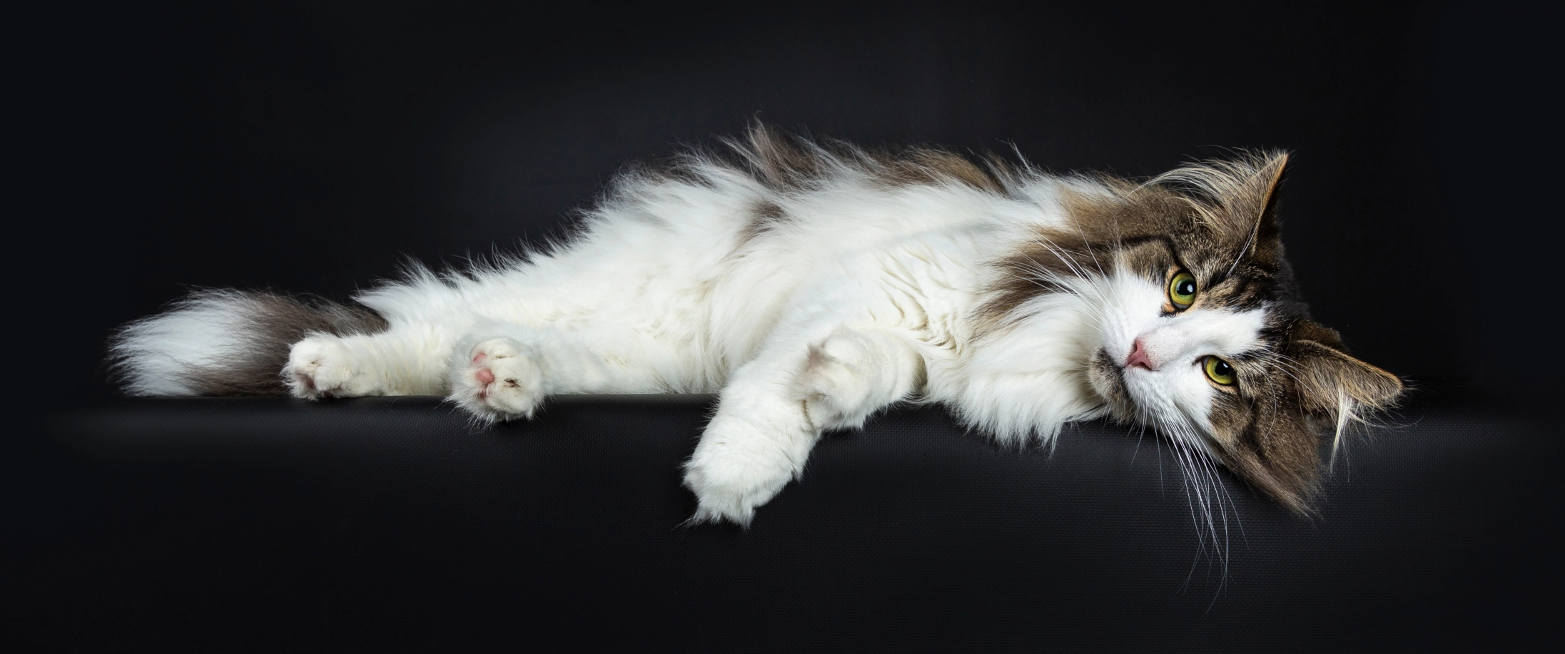 Tierwebseite Katze - Smokey Tierwebseite Katze - Smokey