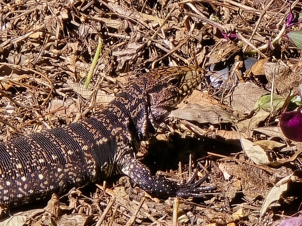 Leguan in seiner Umgebung