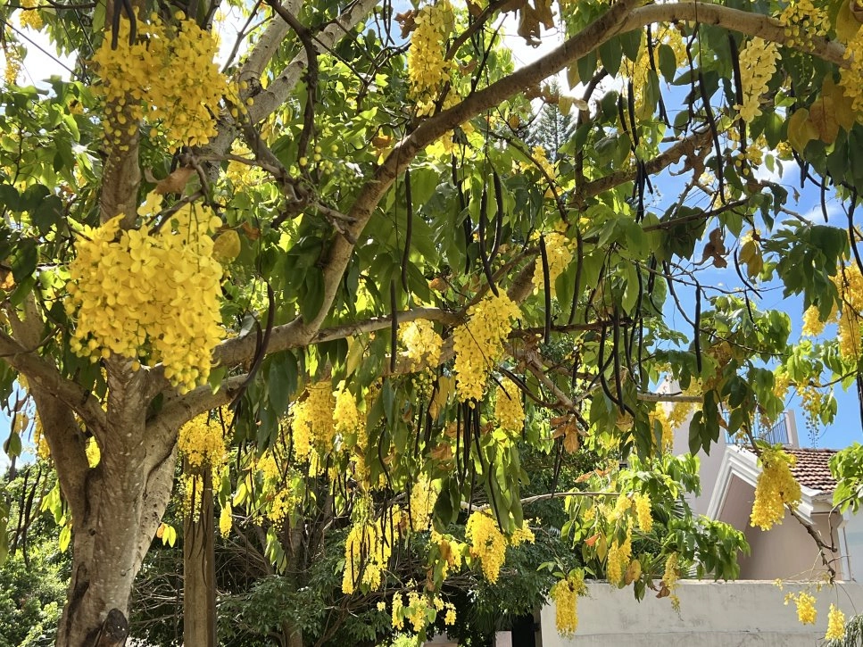 Blumenpracht