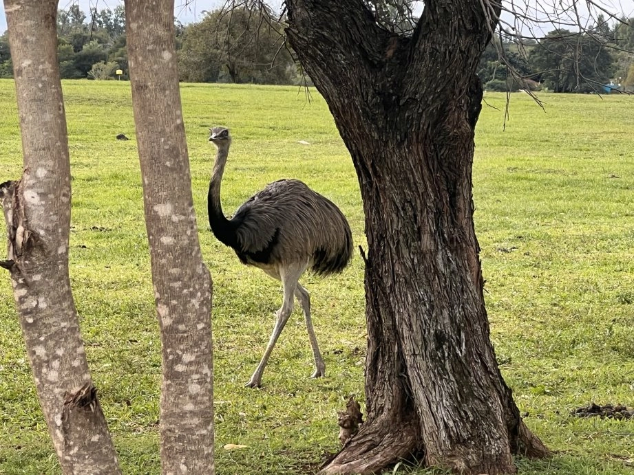 Emu