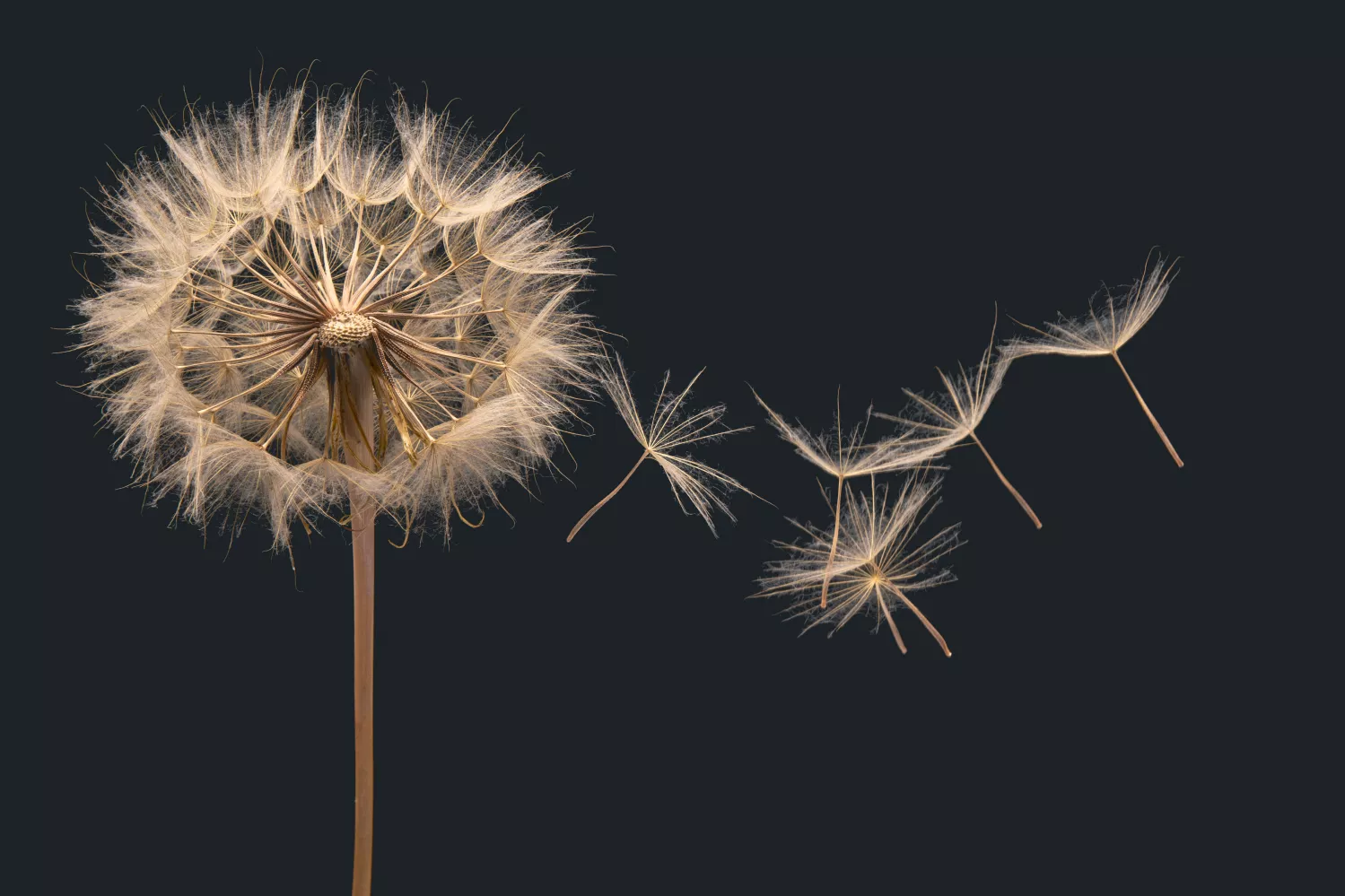 ideas that unfold and spread