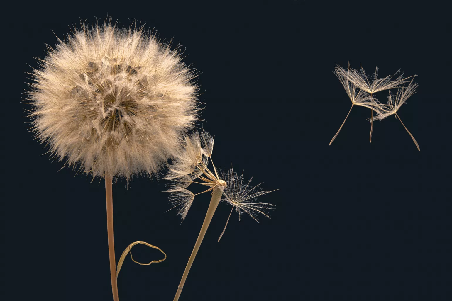 collaboration and joint development