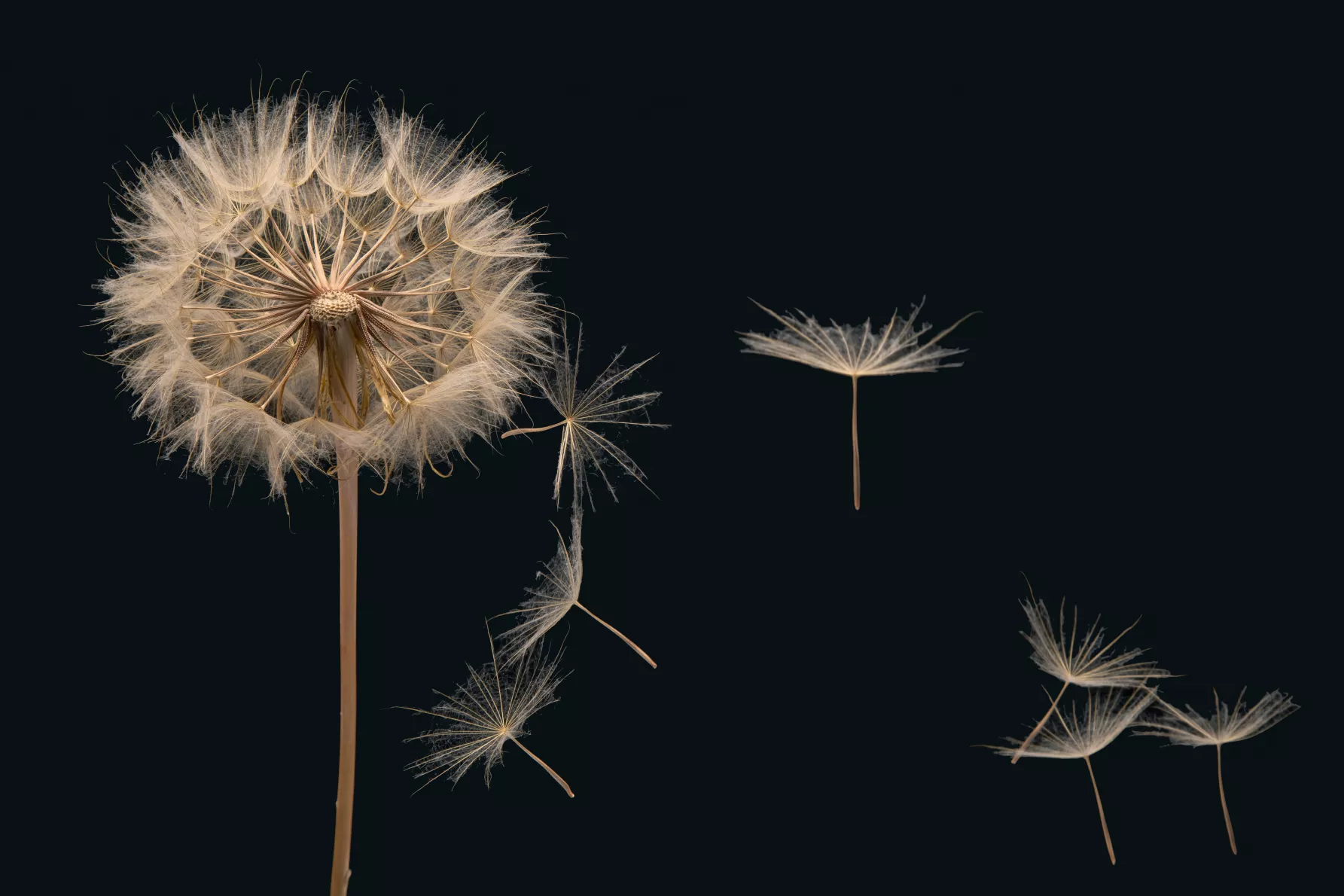 growth and new digital projects