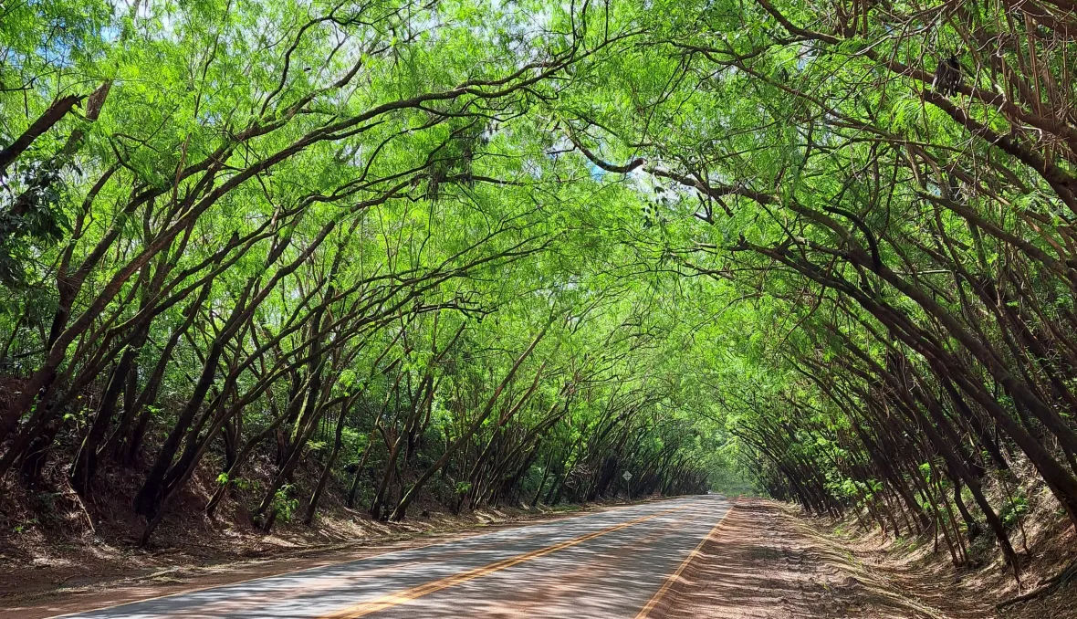 Tunnel of Trees